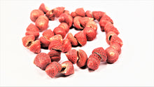 Load image into Gallery viewer, Red Shell Necklace