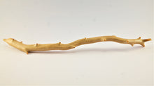 Load image into Gallery viewer, Raw untreated golden coral branch specimen from deep sea, real museum-grade coral for collectors and gemology enthusiasts
