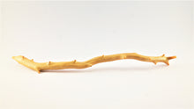 Load image into Gallery viewer, Raw untreated golden coral branch specimen from deep sea, real museum-grade coral for collectors and gemology enthusiasts
