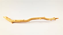 Load image into Gallery viewer, Raw untreated golden coral branch specimen from deep sea, real museum-grade coral for collectors and gemology enthusiasts
